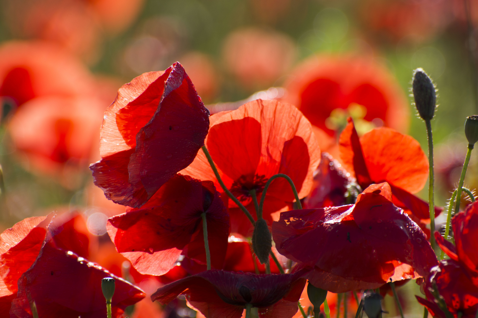 Coquelicots 