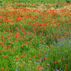 Coquelicots, bleuets et marguerites .....