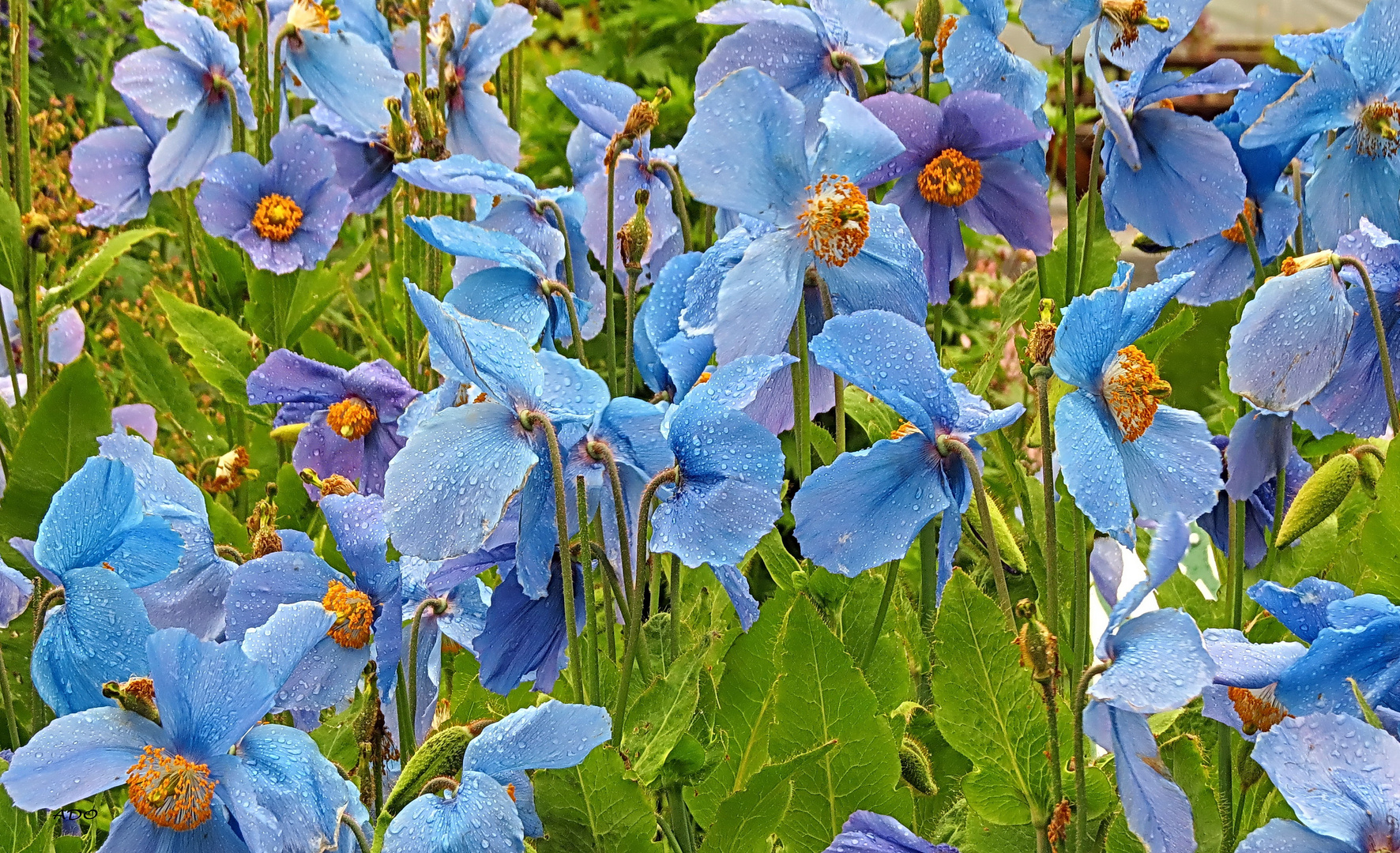 coquelicots bleus sous la pluie 