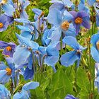 coquelicots bleus sous la pluie 