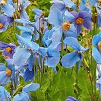 coquelicots bleus sous la pluie 