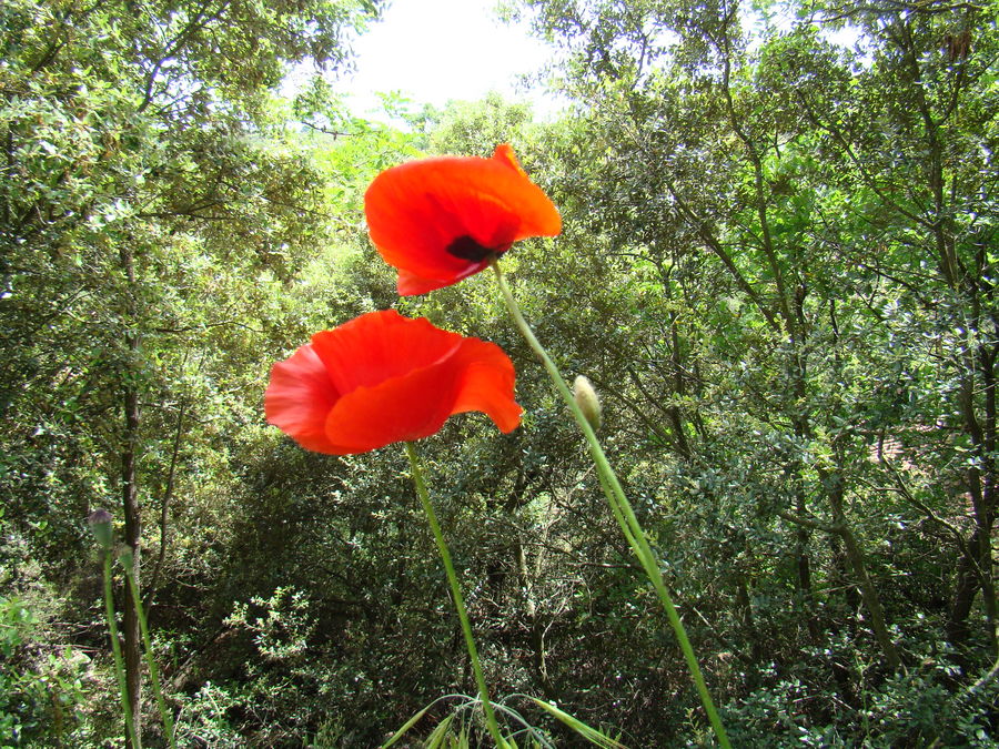 Coquelicots