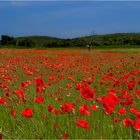 coquelicots