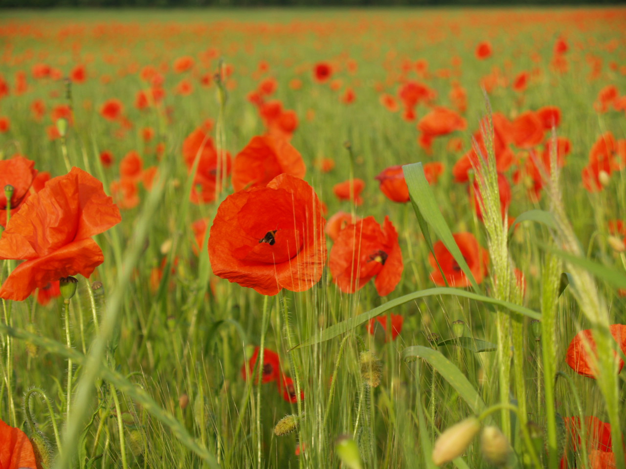 coquelicots