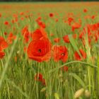 coquelicots