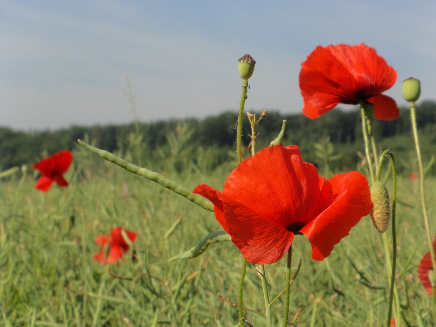 Coquelicots