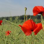 Coquelicots