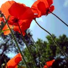 Coquelicots