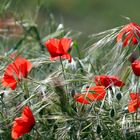 Coquelicots camouflés