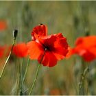 Coquelicots