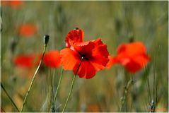 Coquelicots