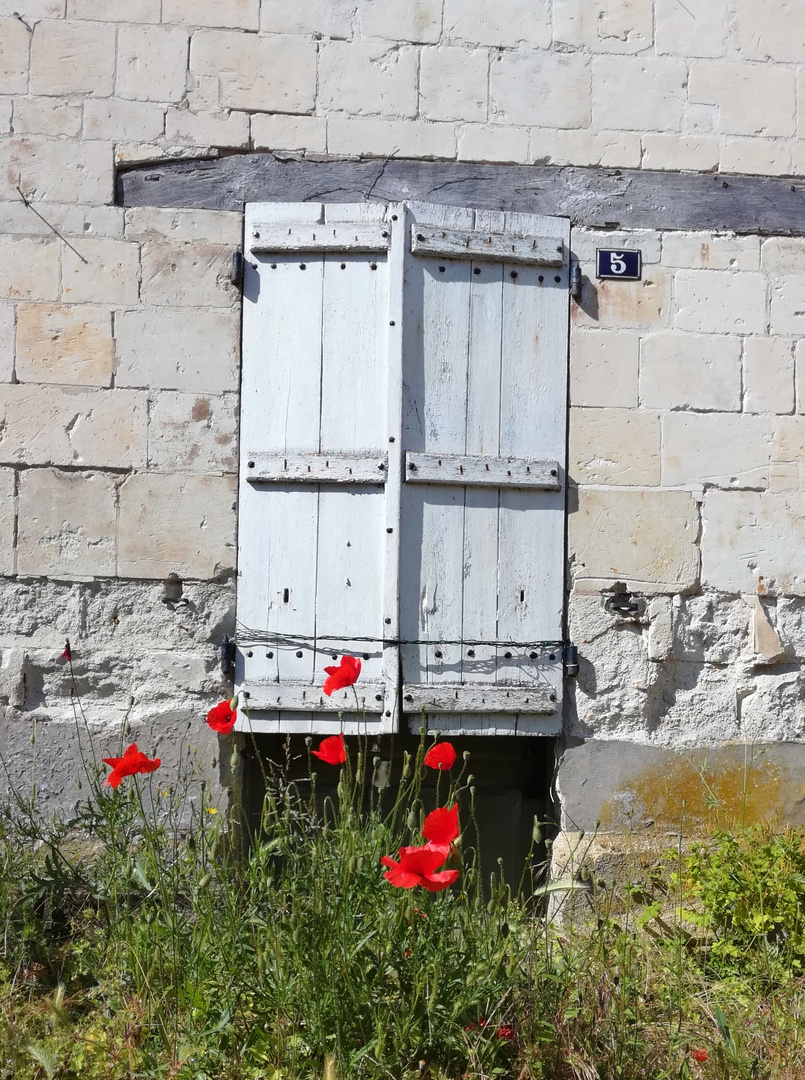 Coquelicots close