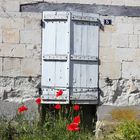 Coquelicots close