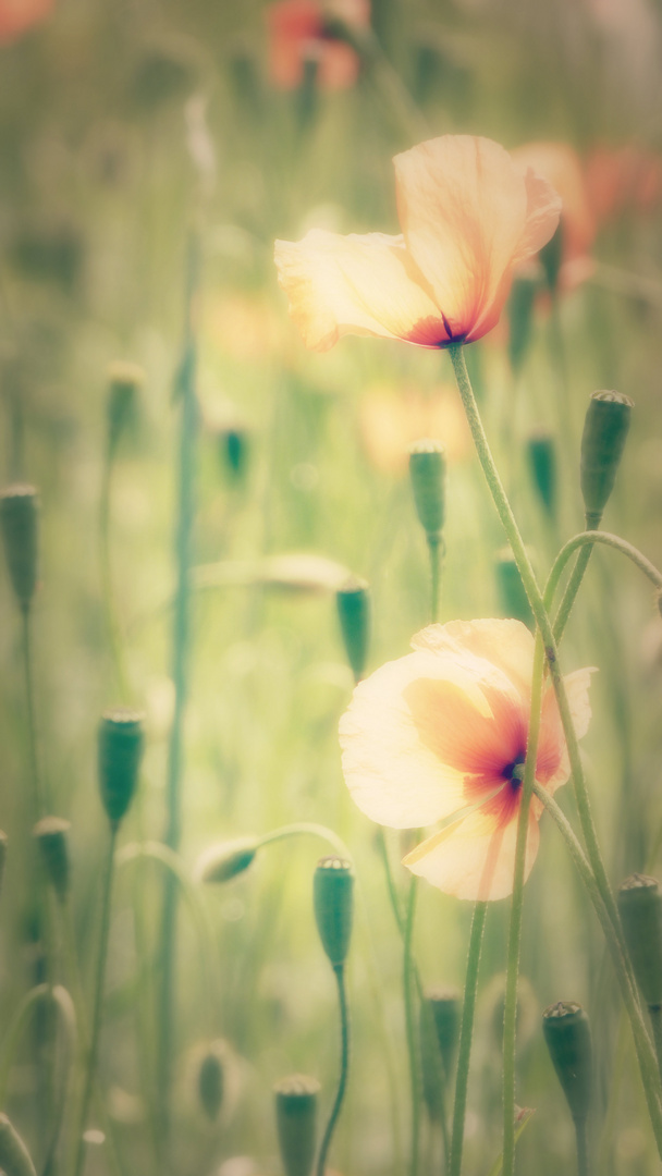 coquelicots