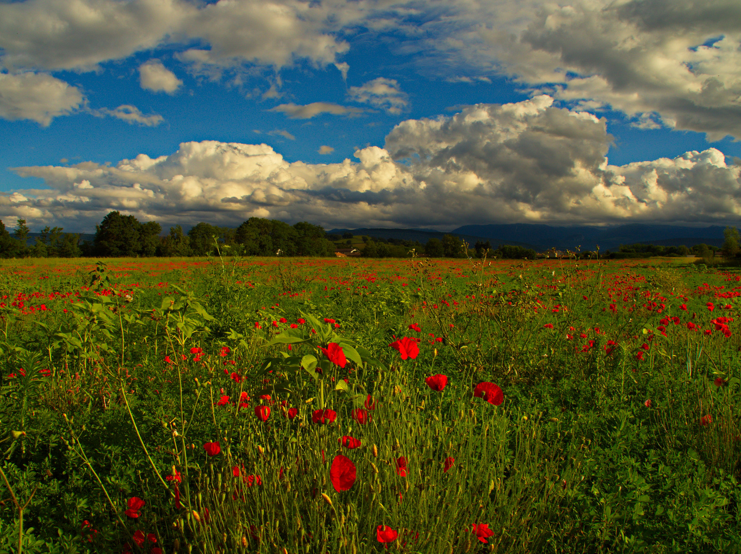 Coquelicots 