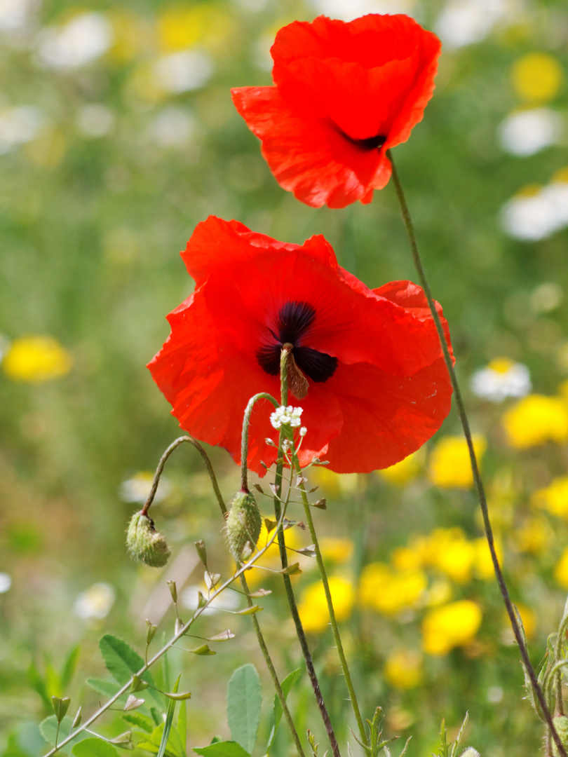 coquelicots