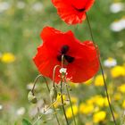 coquelicots