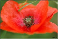 Coquelicots !