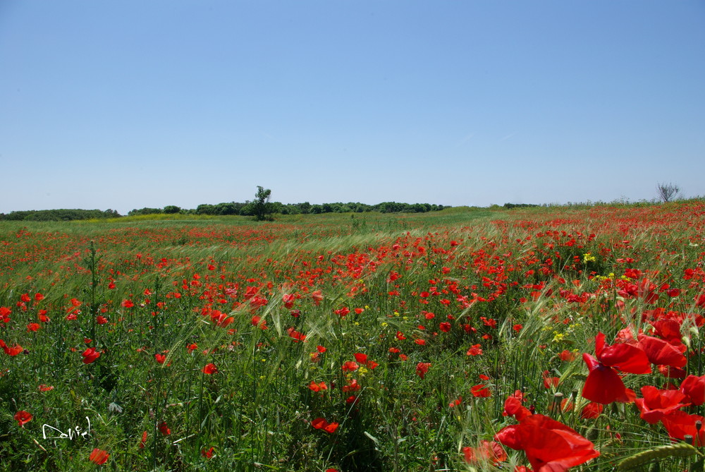 Coquelicots