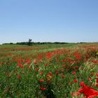 Coquelicots