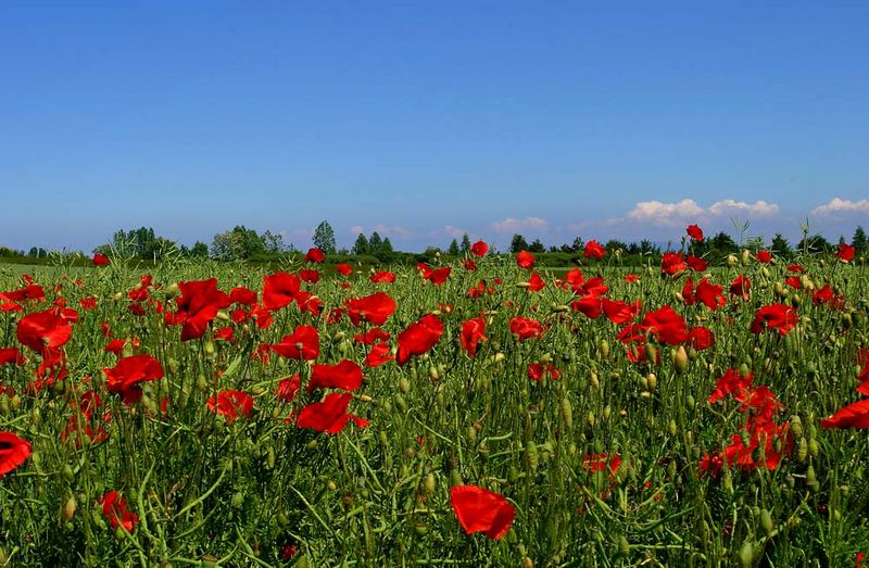 Coquelicots dans la campagne vaudoise