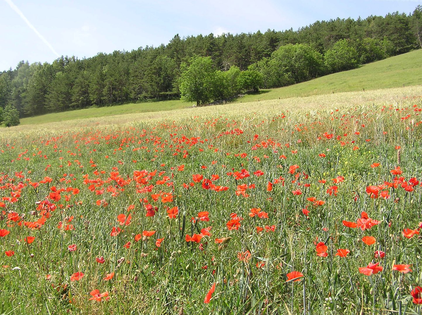 Coquelicots Dans Le Champ De Ble Photo Et Image Paysages Paysages De Montagne Les Alpes Images Fotocommunity Coquelicots Dans Le Champ De Ble Photo Et Image Paysages Paysages De Montagne Les Alpes Images Fotocommunity