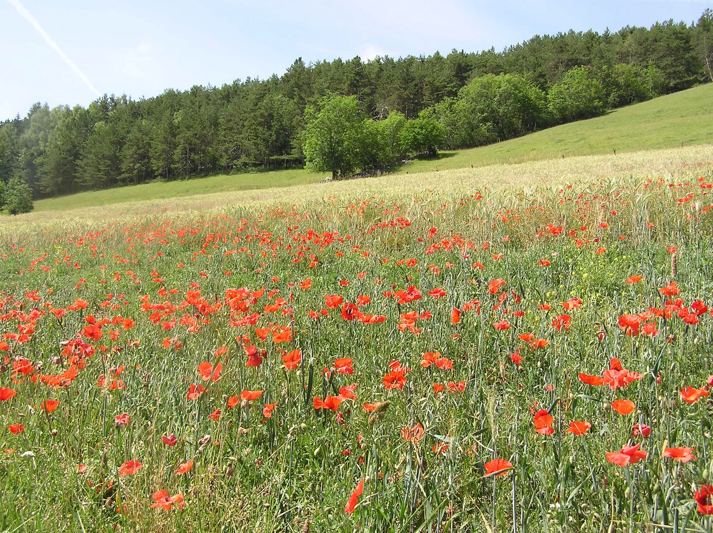 Coquelicots dans le champ de blé