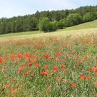 Coquelicots dans le champ de blé