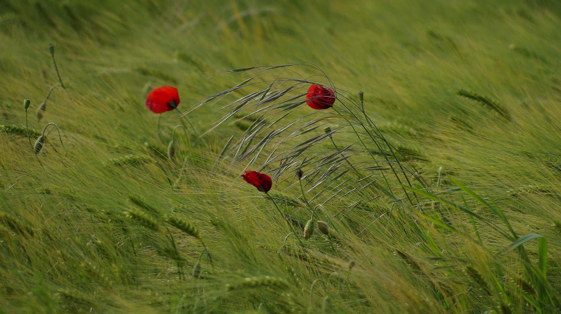 coquelicots dans le vent