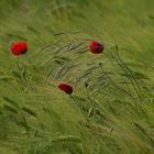 coquelicots dans le vent