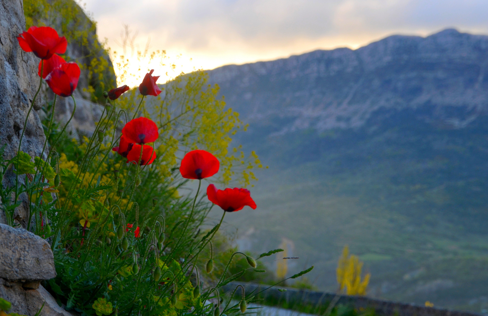 *  coquelicots  dans le vent *