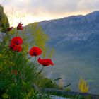 *  coquelicots  dans le vent *