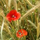 Coquelicots dans les blés