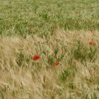 Coquelicots dans un champ d'orge