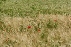 Coquelicots dans un champ d'orge