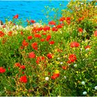 Coquelicots de mer