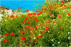 Coquelicots de mer