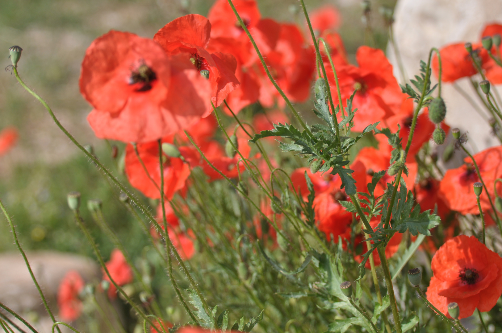 coquelicots de PROVENCE