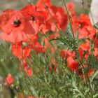 coquelicots de PROVENCE