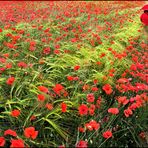 ... COQUELICOTS DE PROVENCE ...