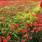 ... COQUELICOTS DE PROVENCE ...