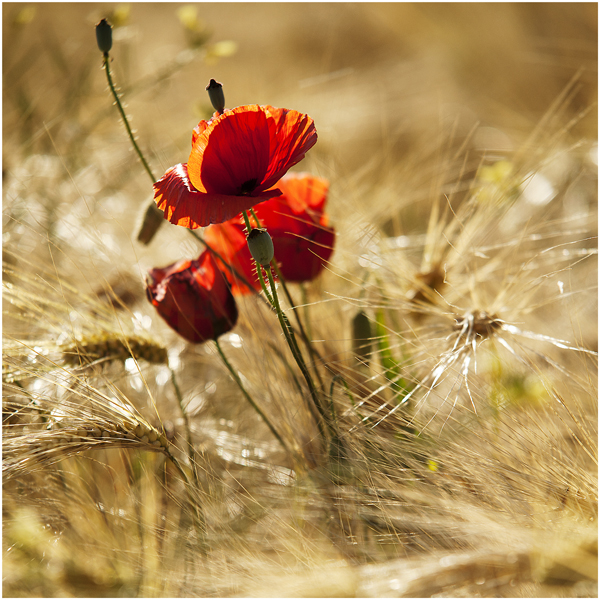 Coquelicots du soir