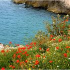 Coquelicots d'un été passé