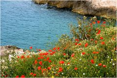 Coquelicots d'un été passé