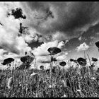 Coquelicots  en b&w