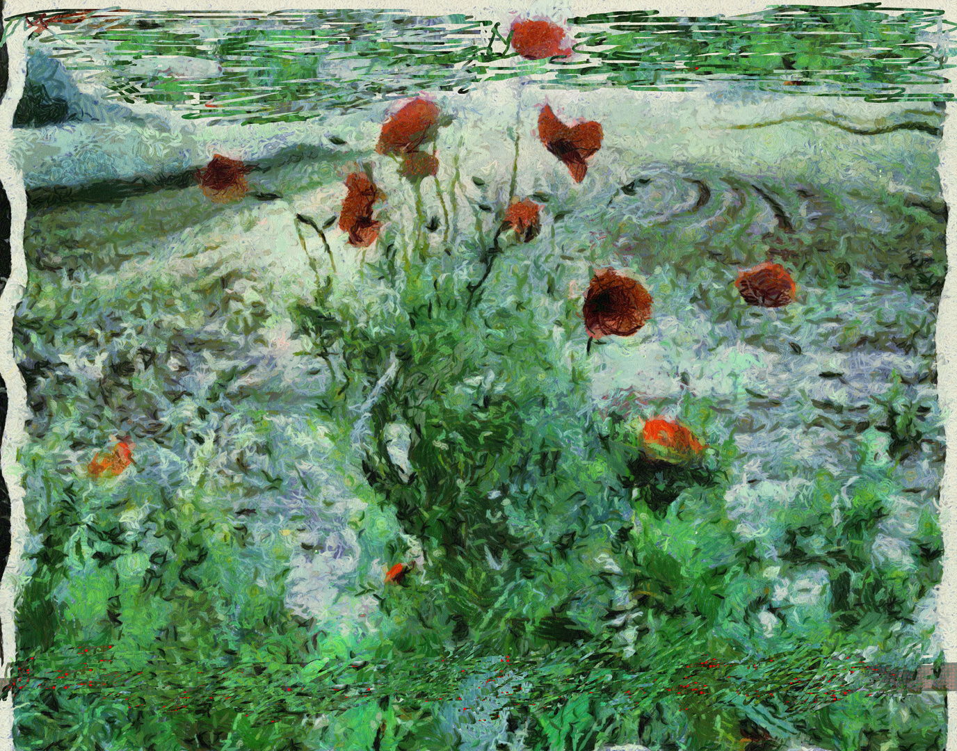 Coquelicots en fleurs