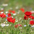 ...coquelicots  en Mai!!!...