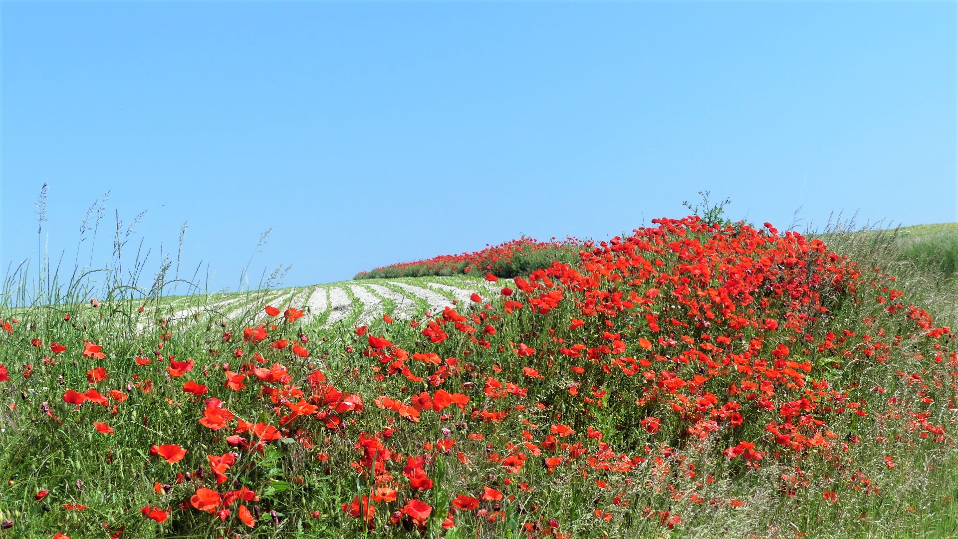 Coquelicots en Somme