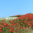 Coquelicots en Somme