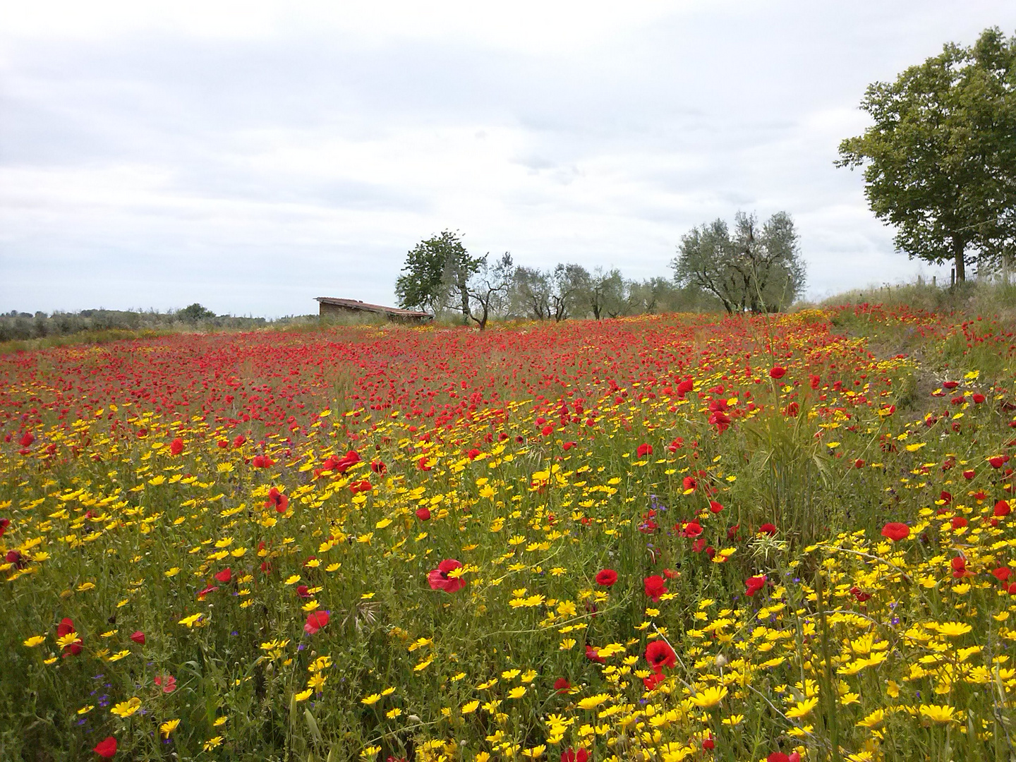 Coquelicots en Toscane.